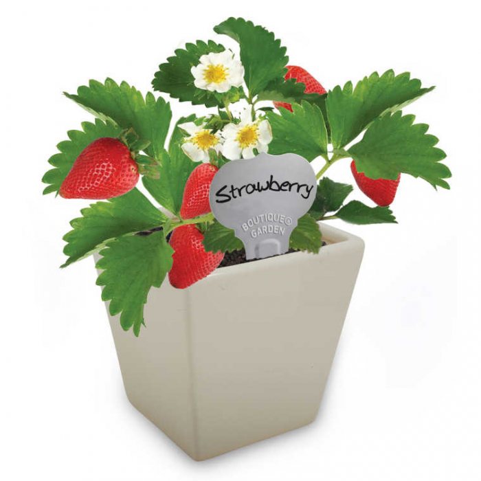 Paris Garden mini Ceramic Pot